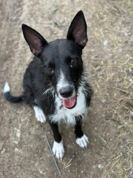 Adopter CONNIE