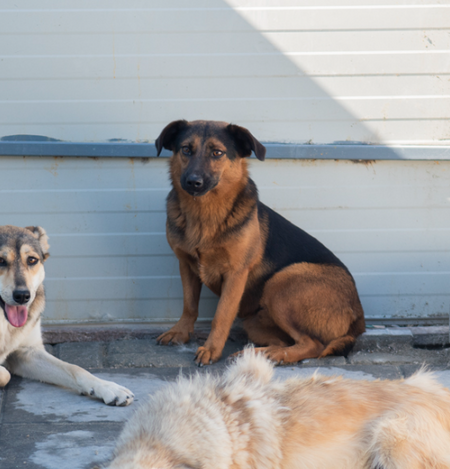 Adopter Camilio