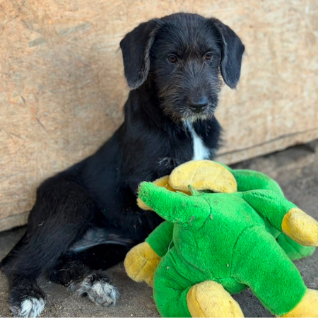Adopter OHANA