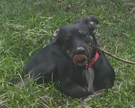 Adopter Tylia