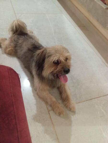 Adopter Chatain