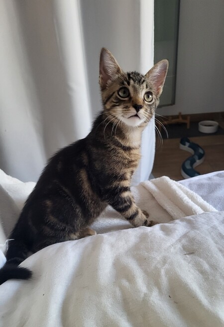Adopter Bono