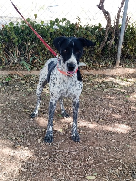Adopter Apolo