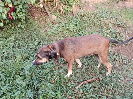 Adopter Zanah