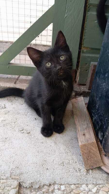 Adopter BABETH