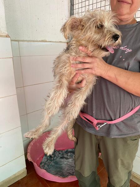 Adopter Firu