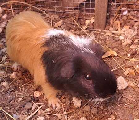 Adopter Tri