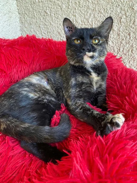 Adopter Bonnie