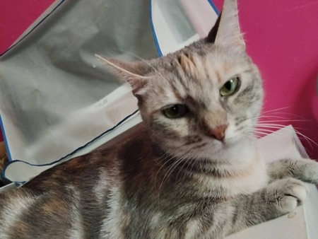 Adopter Souham