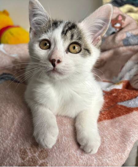 Adopter Jessy