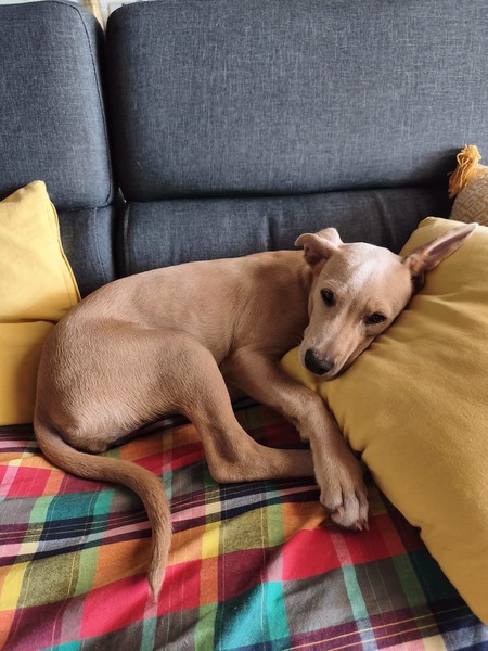 Adopter Mika
