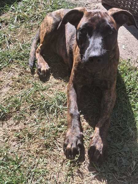 Adopter Stormy 