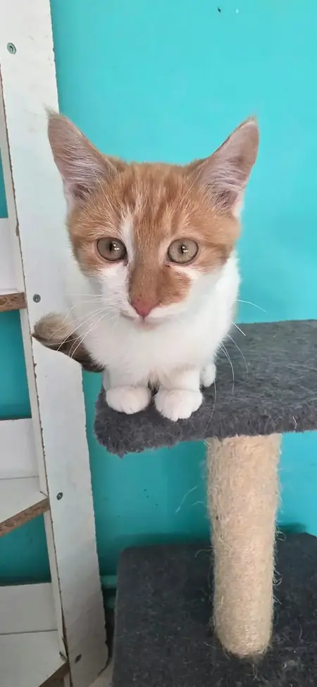 Adopter Kojak