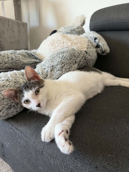 Adopter Bonnie