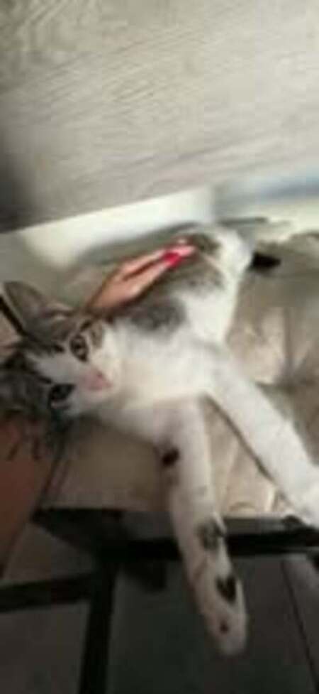 Adopter Loki