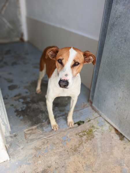Adopter Gavilan