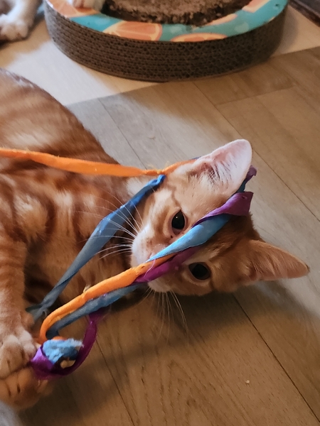 Adopter BONBON