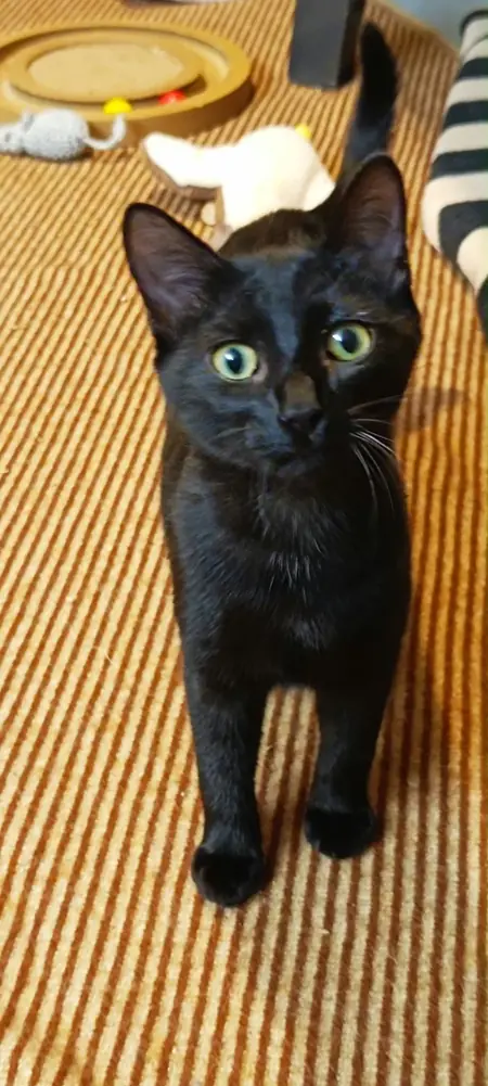 Adopter Bahya