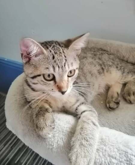 Adopter BELLA