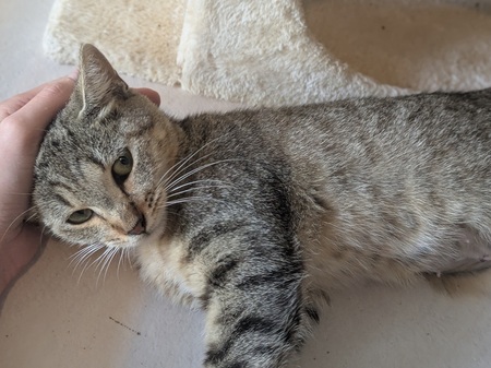 Adopter Bessy