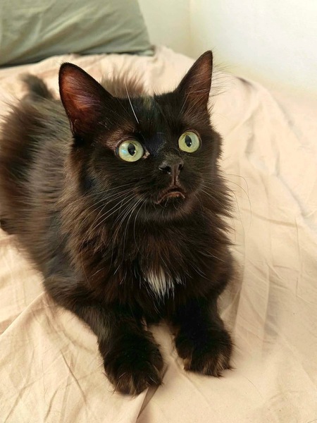 Adopter SODEBA