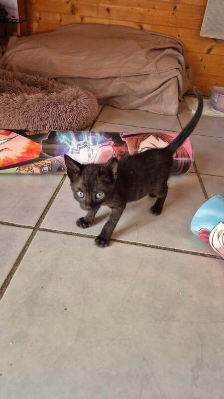 Adopter Albator