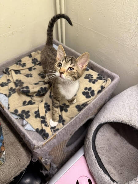 Adopter Bulle