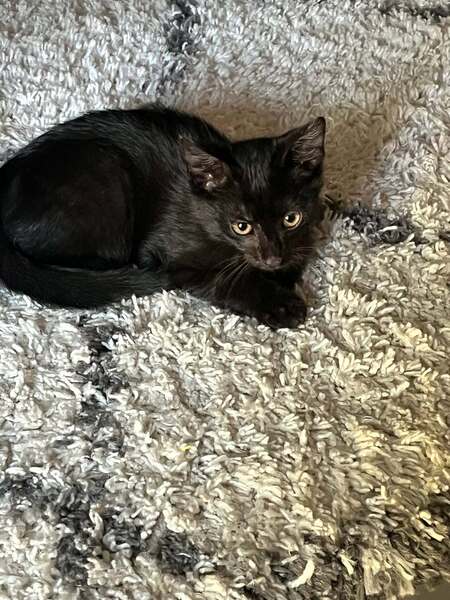 Adopter BLACKY