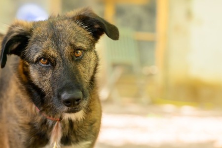 Adopter BOBBY