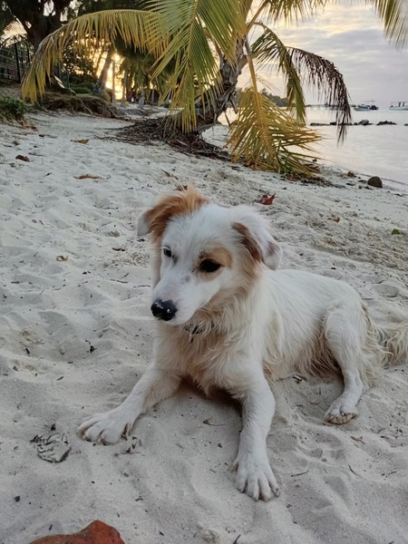 Adopter DOLCE