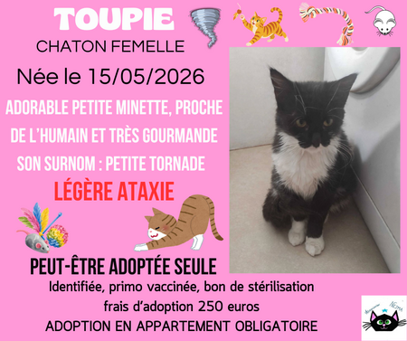 Adopter Toupie