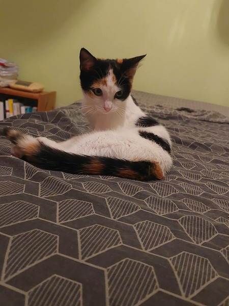 Adopter Nova