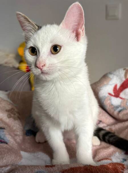 Adopter Perdita