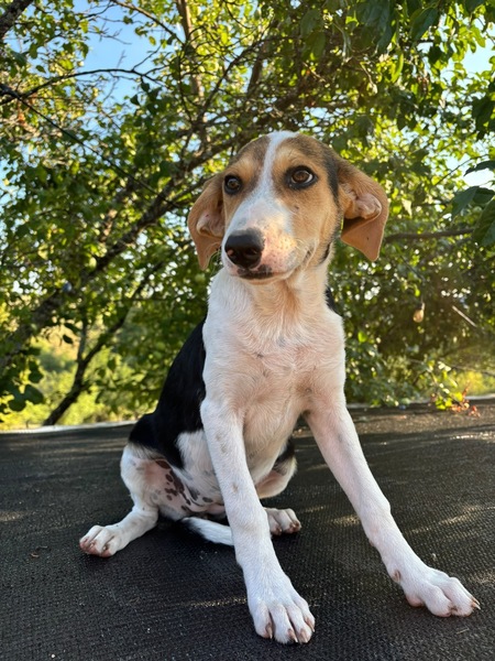 Adopter Luna