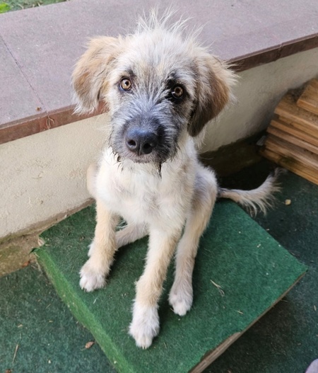Adopter Siya