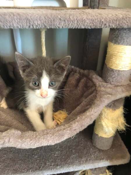 Adopter BOUNTY**
