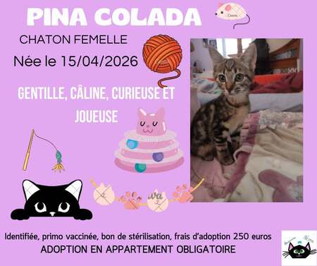 Adopter Pina colada