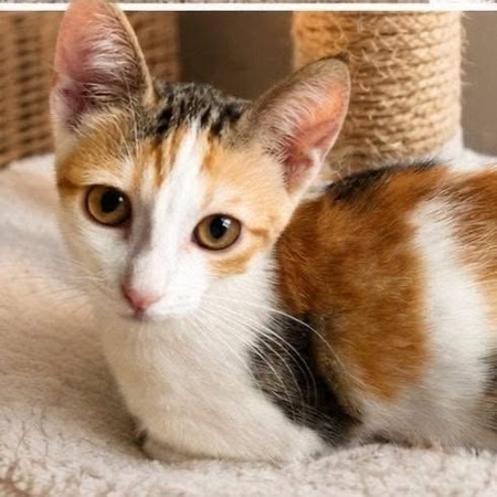 Adopter Leia
