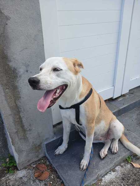 Adopter Alba