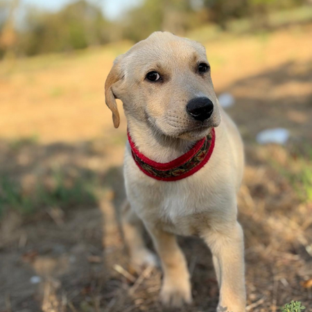 Adopter MACELA
