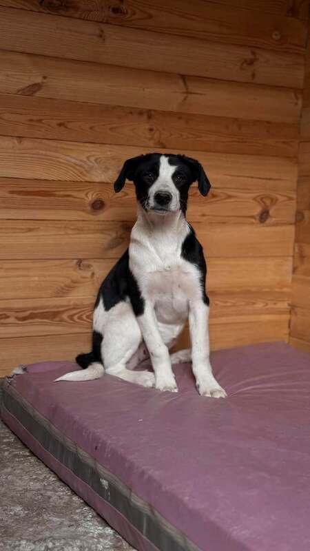 Adopter Comète
