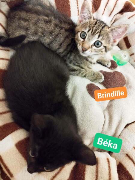 Adopter Brindille