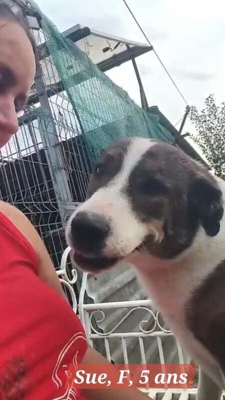 Adopter Sue