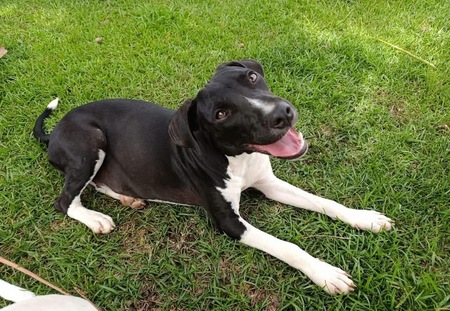 Adopter Bora
