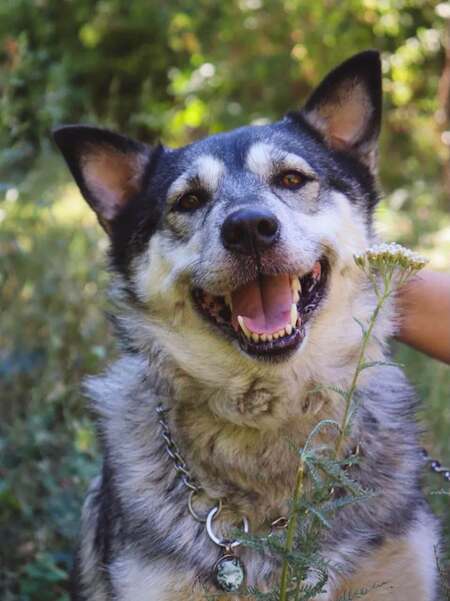Adopter Amie