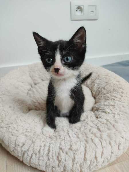Adopter Bécassine