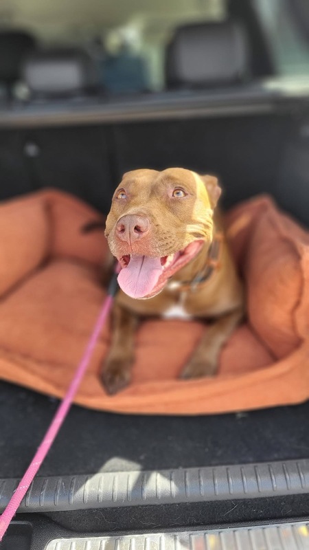 Adopter Brooklyn