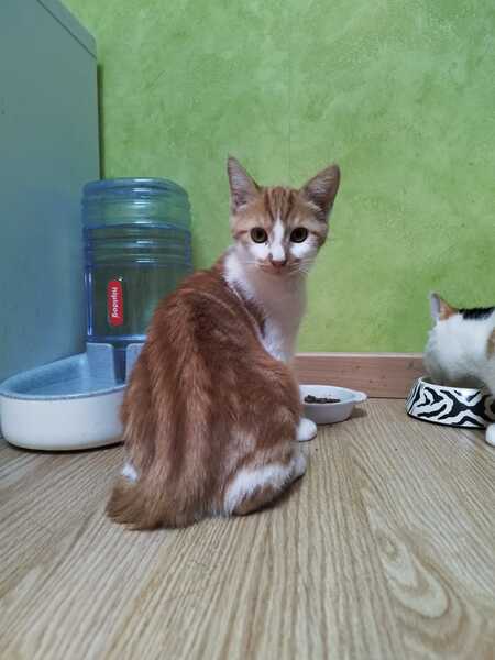 Adopter Lan