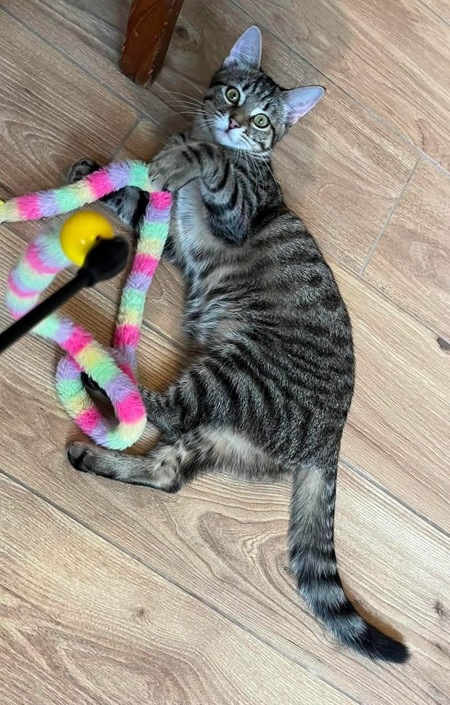 Adopter Uno