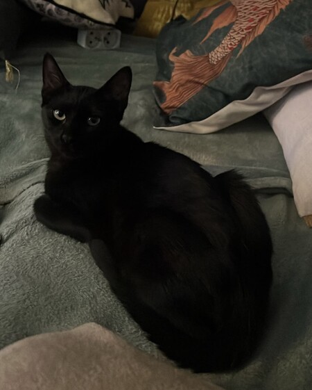 Adopter Alexandro et Pépito